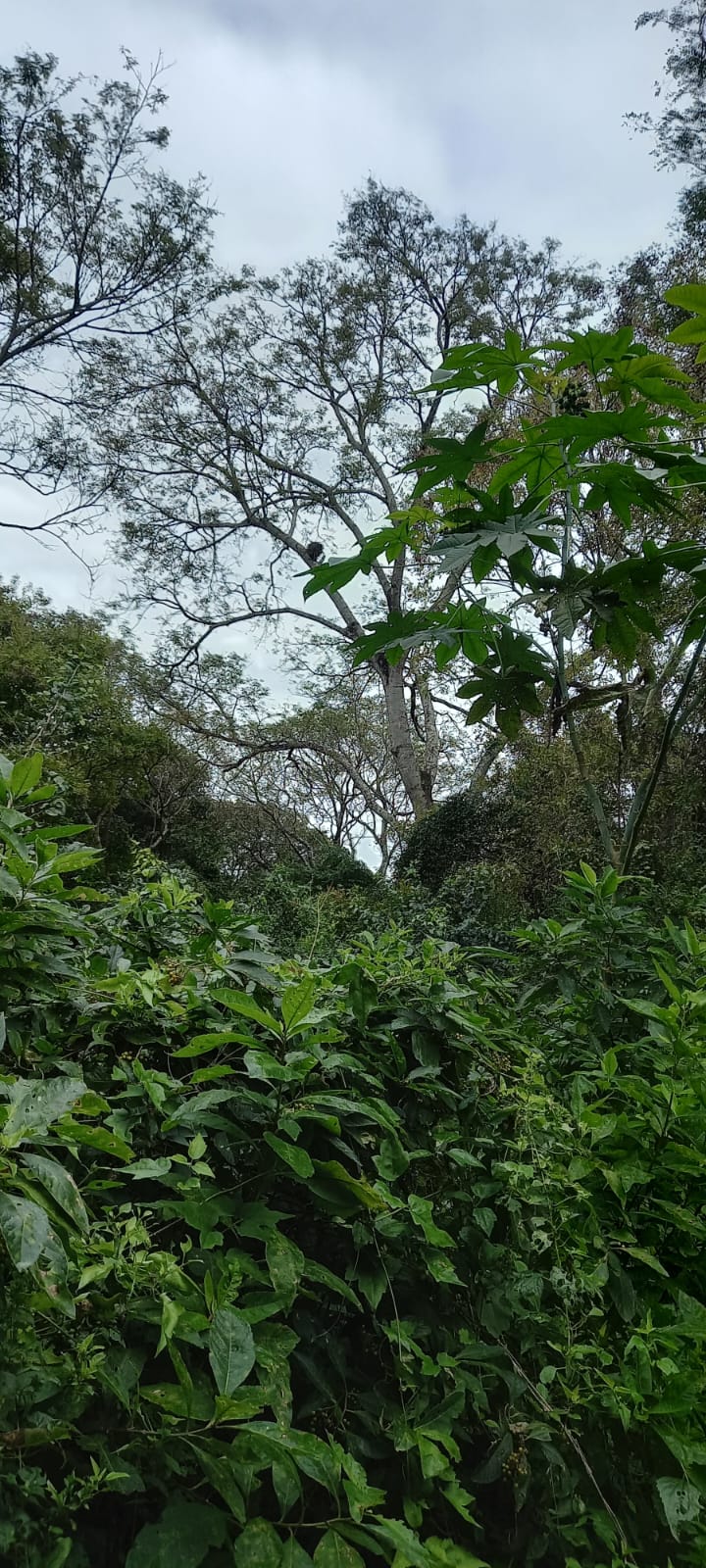 Galería CHACO